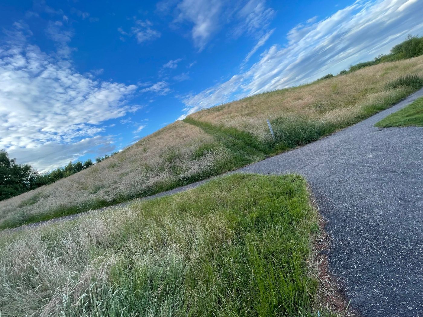 The same mound in 2026, covered in long unmown grass with a single cut strip forming a path